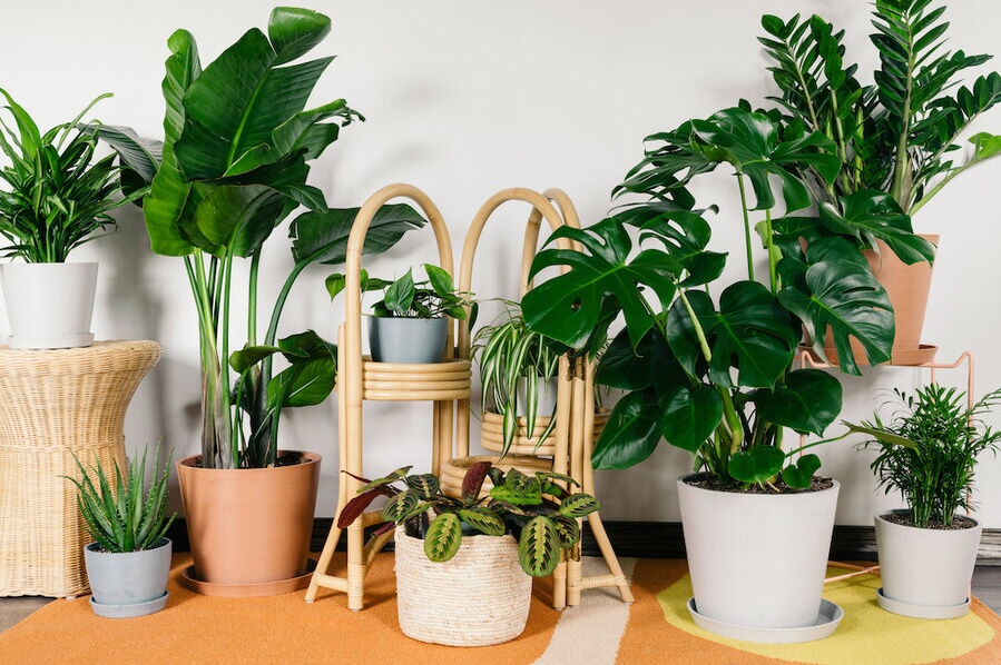 پرورش گیاهان آپارتمانی
